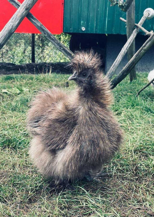 Ferienwohnung Seidenhuhn Kiefersfelden Eksteriør bilde