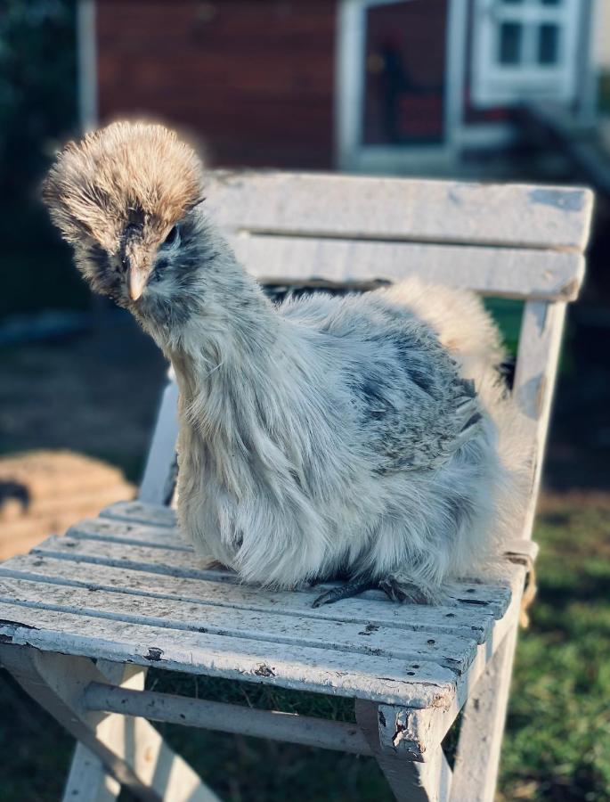 Ferienwohnung Seidenhuhn Kiefersfelden Eksteriør bilde